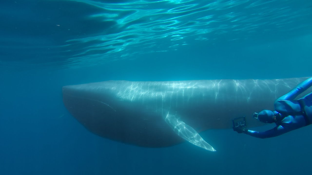 THE SEARCH FOR THE BLUE WHALE - Prelude to Racing Extinction