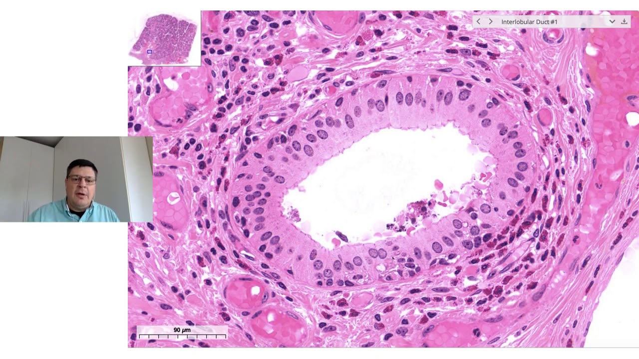 Histologia das glândulas salivares
