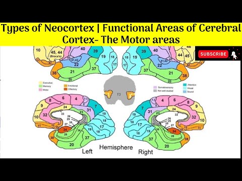 Types of Neocortex|Functional areas of Cerebral Cortex -The Motor areas|Their Connections |Functions