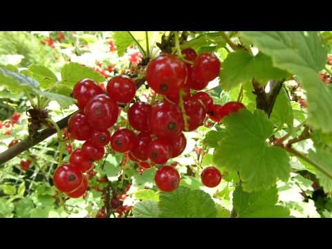 Johannisbeeren ( Rote Ribisel - Ribes rubrum)