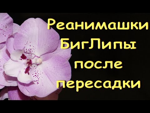 2 РЕАНИМАШКИ:розовые БигЛипы ПОСЛЕ ПЕРЕСАДКИ.Орхидеи.