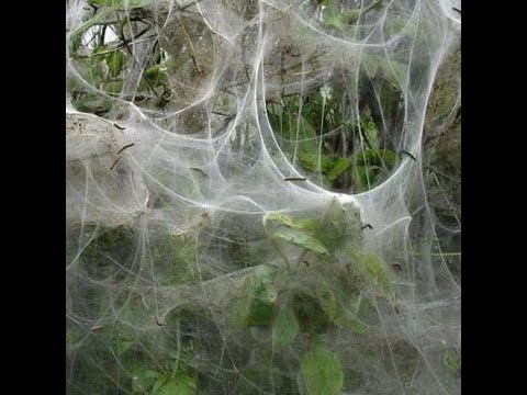 [FREE] Bladee x Ripsquad x Yung lean Type  Beat 2023 - "Trooper"