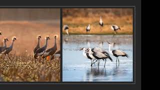 Wild Chat: Together Apart - Craniacs! Everything you want to know about cranes
