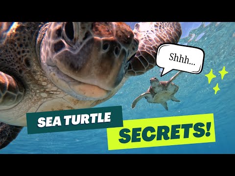 10 AMAZING Facts About SEA TURTLES You Might Not Know! 🌊🐢