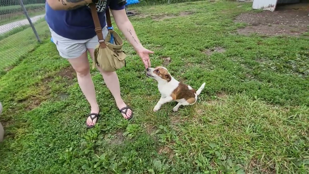 Enlarge Sweet Pea, a Adoptable mixed breed in Kansas City, MO video 1/5