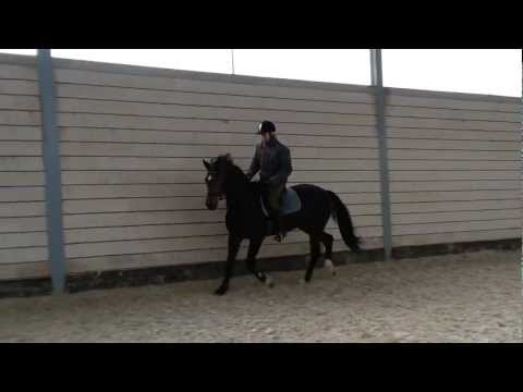 Miss Denira, geb. 2010 (De Niro - Lorentin - Cor de la Bryere), Stamm 1333