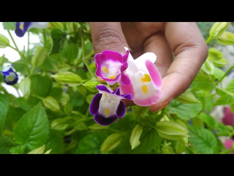 Flowers#OilPastel#Drawing#OjasviSrivastava