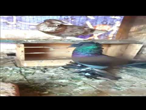 Bukhara young pair quality birds available location sadiqa bad  zillah Rahim Yar khan available