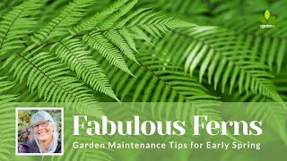 FERNS Garden Maintenance Tips for Early Spring