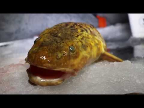 Store knuder fanges ved isfiskeri