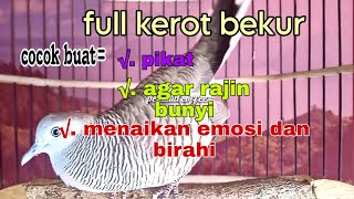 Download lagu Perkutut lokal gacor full kerot bekur Cocok buat pikat dan menaikan emosi dan birahi mp3
