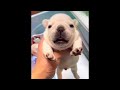 The Pibble Theme