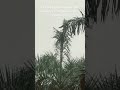 It S Not Just A Season Its A Mood A Feeling ️ ️ Rain Mumbai Monsoon Season Ytshorts