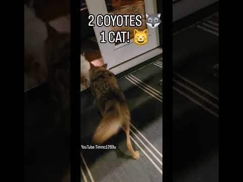 COYOTE vs CAT! Partt2 🐺😸 #weavethecoyote #howiedewitt #kitten #kitty #play #friends #bff  #animals