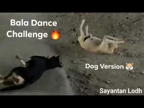 Bala Dance Challenge 🔥| Dog Version 🐶 | Sayantan Lodh