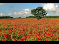 Radu Constantin Pan Flute - Little Flower