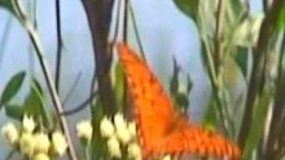 7.7.7 Butterfly Effect