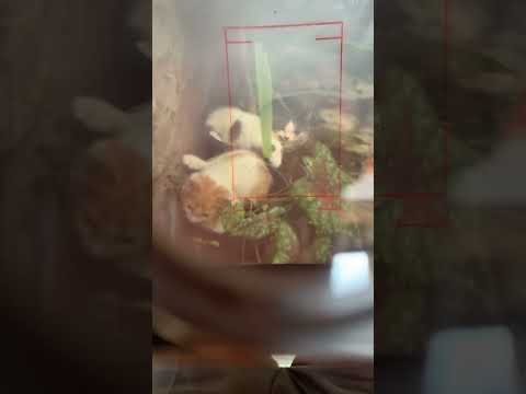 Pov make kamera TLR #analogcamera #yashica #yashica635 #filmcamera #lomography #vintagecamera #cat