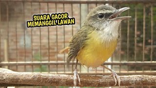 Download lagu CIKRAK BAMBU GACOR MEMANGGIL LAWAN mp3