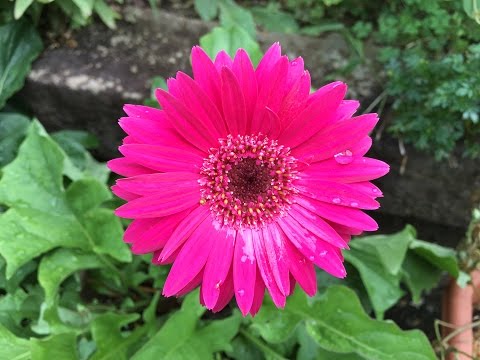 ガーベラの植え方は？雄大な花を育てるために知っておくべきことすべて  庭園