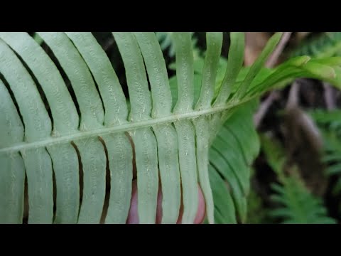 Where are sporangia?