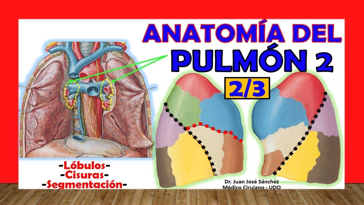 🥇 LUNG 2/3, Anatomy. (Segmentation, Lobulas, Fissures). Easy and simple