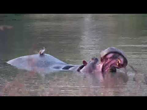 Djuma: Hippo and the Little Grebe - 17:03 - 08/18/20