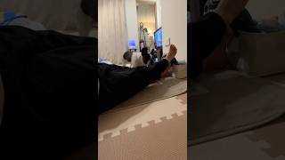 見た目によらず？！パパに邪魔されても物ともせず軽やかにジャンプして行くフレブルにびっくり！