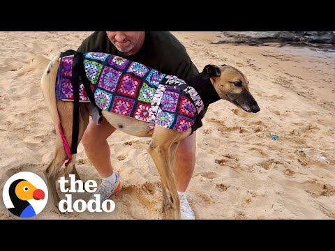 Nervous Ex-Racing Greyhound Turns Into A Goofball | The Dodo