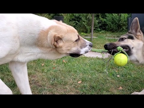 Wolf Smasher Playground