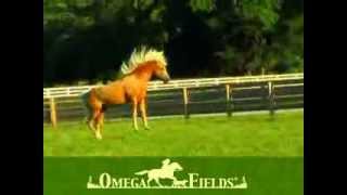Omega Fields - Omega Horseshine ambassador Ivory Pal