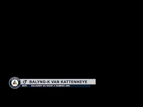 Balyno K van Kattenheye (Baloubet du Rouet x Numero Uno), colt, born 22-4-2021