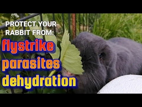 YouTube video about: How to protect rabbits from mosquitoes?