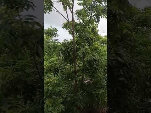 ಗಗನದಲಿ ಮಳೆಯ ದಿನ ಗುಡುಗಿನ ತನನ...ಶ್ರೀರಾಮಚಂದ್ರ #movie #music#viralvideo #viralshort