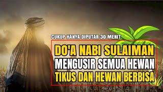 Download lagu Pengusir Tikus Dirumah, Ladang, Sawah, Kebun Dengan Do'a Nabi Sulaiman mp3 Download lagu Pengusir Tikus Dirumah, Ladang, Sawah, Kebun Dengan Do'a Nabi Sulaiman mp3