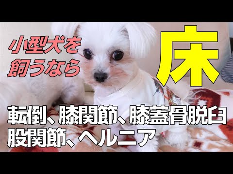 犬が床をひっかく – 原因と対処法