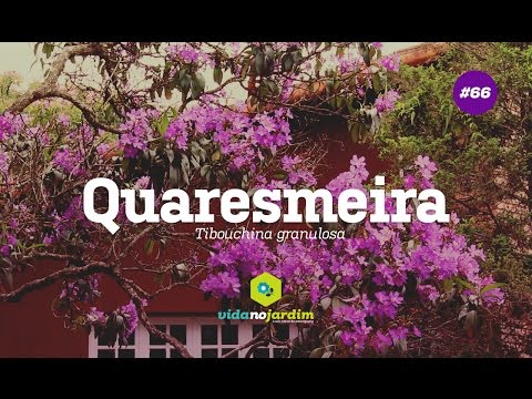 download lagu mp3 mp4 Quaresmeira, download lagu Quaresmeira gratis, unduh video klip Quaresmeira