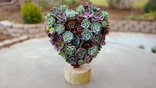 Valentine's Succulent Heart Topiary // Garden Answer