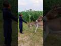 A man Help the Donkeys |#animals #youtubeshorts #janwar #jungle