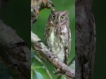 Oriental Scops Owl Otus Sunia