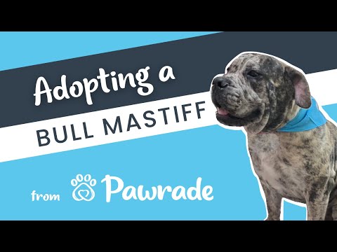 Jojo the Bull Mastiff