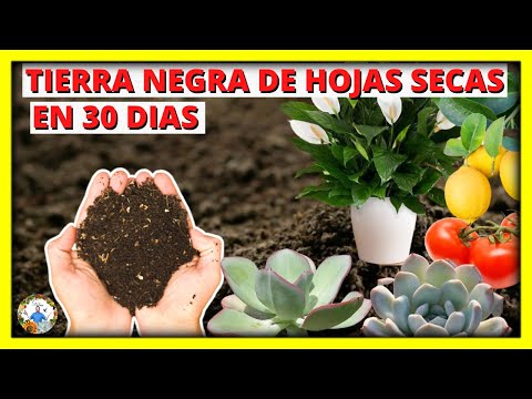 COMO HACER TIERRA NEGRA DE HOJAS - TODO EL PROCESO - SUSTRATO SUPER FERTIL | Gio de la Rosa