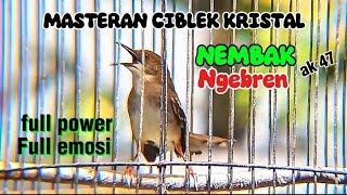 Download lagu Masteran Ciblek kristal Gacor Nembak ngebren ak 47 full power ful emosi mp3 Download lagu Masteran Ciblek kristal Gacor Nembak ngebren ak 47 full power ful emosi mp3