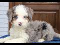 Mini Bernedoodle dogs for sale: Ivory  - Video 1