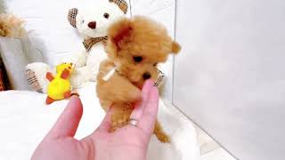 ハーフ犬の動画02