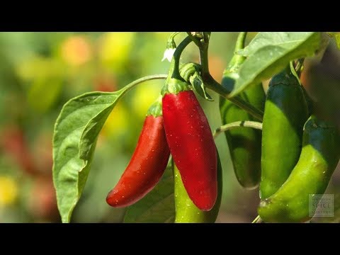 download lagu mp3 mp4 Chipotle Pepper Scoville, download lagu Chipotle Pepper Scoville gratis, unduh video klip Chipotle Pepper Scoville