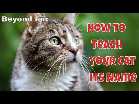 How to Teach Your Cat Come to You When You Call its Name