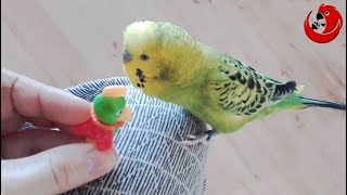 Говорящий Волнистый попугайчик Lulus