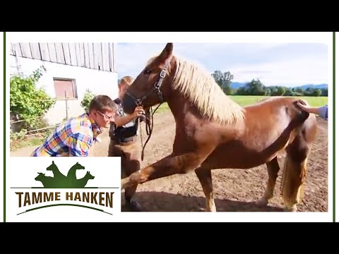 Mare has skin and joint problems: Owner allegedly poisoned horse | Tamme Hanken | Kabel Eins