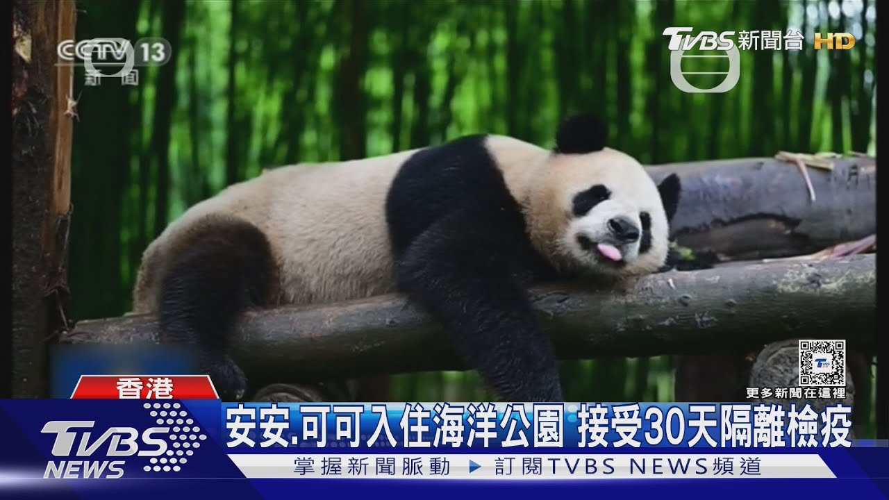 陸贈港第三對貓熊26日抵港 最快12月亮相